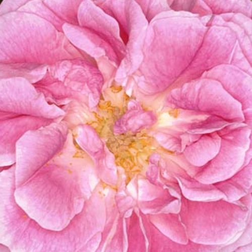 Rosier en ligne shop - rosiers bourbon - rose - Rosa Queen of Bourbons - parfum intense - Mauget - Fleurs roses décoratives en forme de tasse au parfum très sucré.